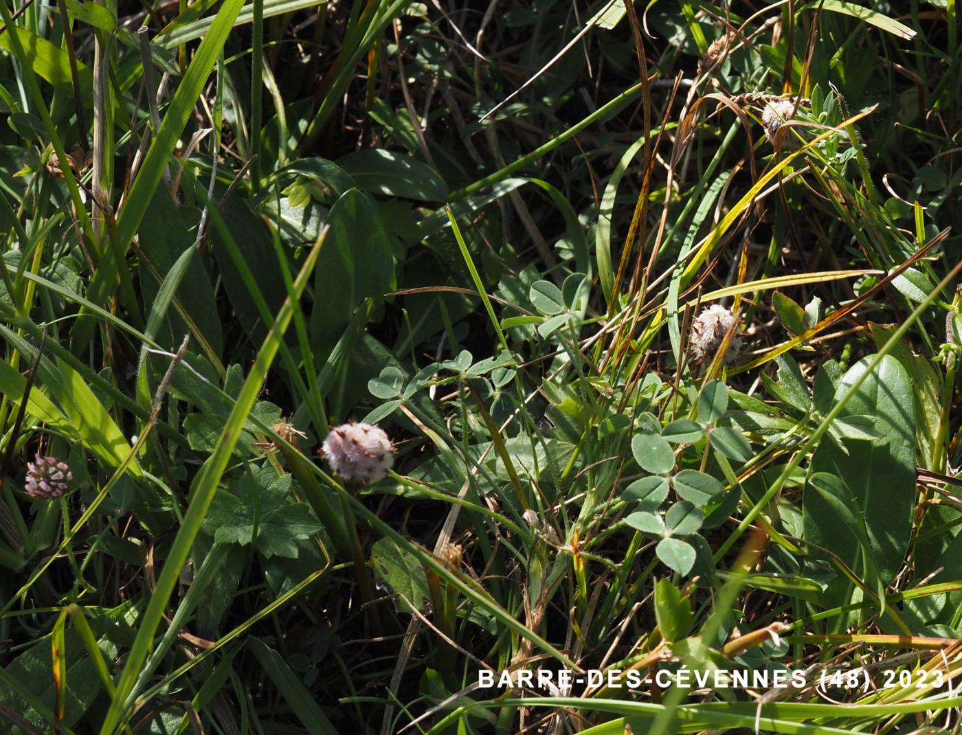 Clover, Strawberry plant